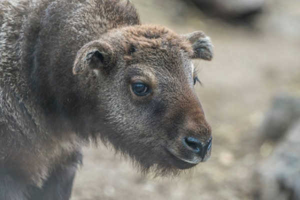 Mishmi takinok születtek  Állatparkukban