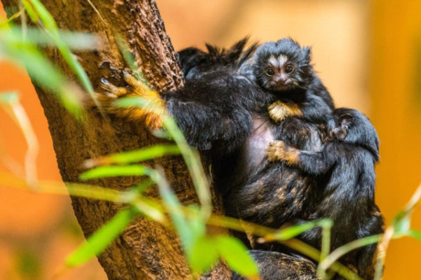 Aranykezű apróságok