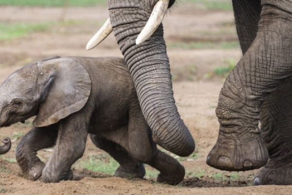 Afrikai elefánt született Állatparkunkban