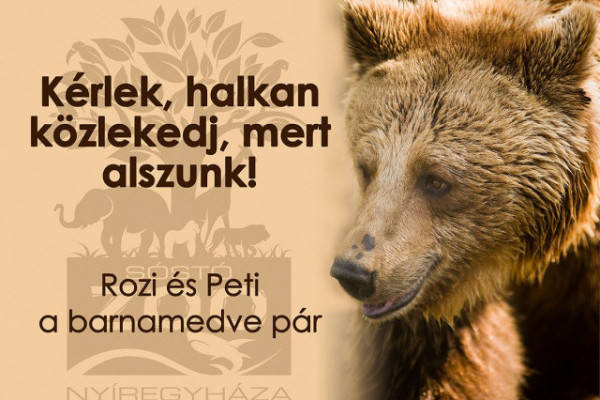 Nálunk nem jósolnak a barnamedvék