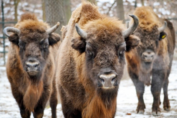 Állatok végveszélyben II. rész