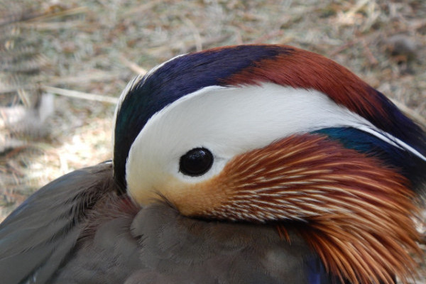 Tisztelt Látogatóink!  A kialakult helyzetre való tekintettel, a Nyíregyházi Állatpark  átmenetileg nem fogad látogatókat.