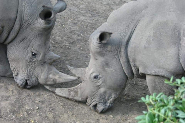 A Nyíregyházi Állatpark nyitva tart és fogad látogatókat, de bizonyos óvintézkedéseket meg kellett tennünk