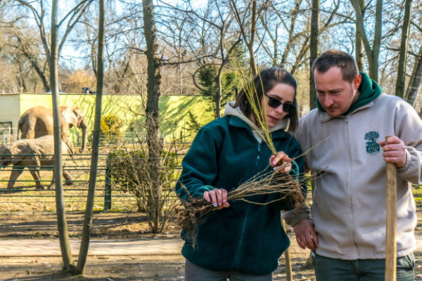 Véget ért Állatparkunkban a több éves fásítási program