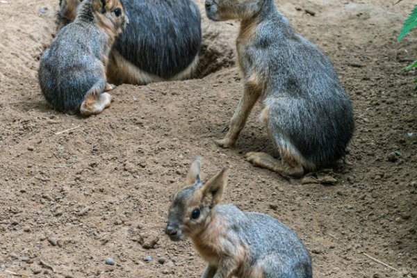 Nagy mara kölykök születtek az Andok-kalandok kifutórendszerében.
