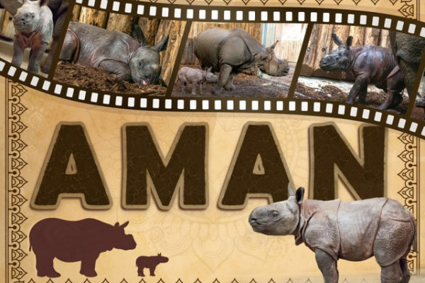 Nevet kapott az ország egyetlen indiai orrszarvú borja