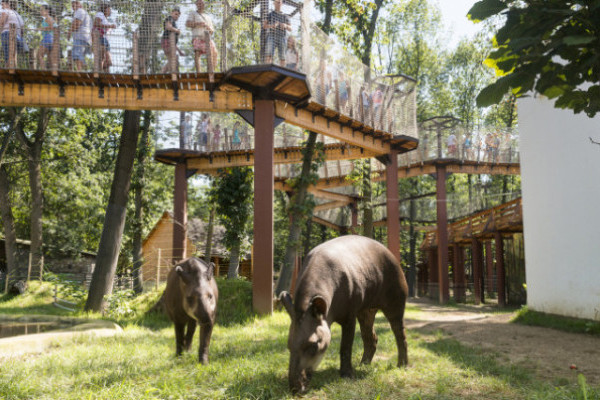 Ma van a Tapírok Világnapja!