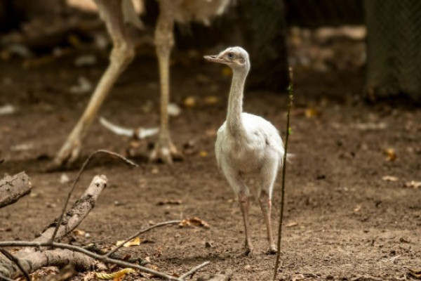Fehér nandu kelt ki Állatparkunkban