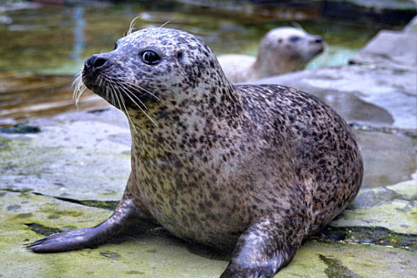 Nyíregyházi segítség határmenti állatkerteknek