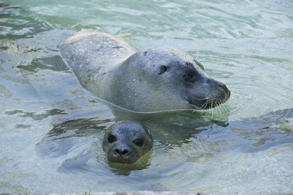 Adj nevet a bébi fókának!
