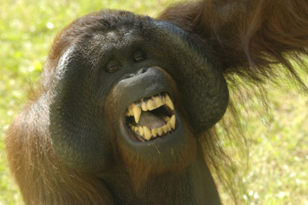 Ma van az Orangutánok Világnapja!