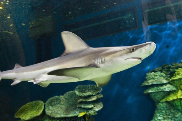 Száz új hal, köztük két cápa - egy homoki tigriscápa és egy barnacápa érkezett Hollandiából Állatparkunk  Ócenáriumába.