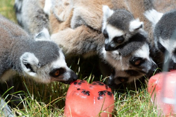 Hőség elleni védekezés Állatparkunkban