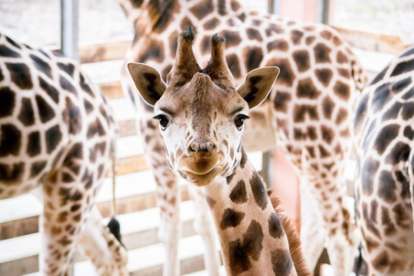 2 éves lett Kamilla,  Állatparkunk legifjabb zsiráf hölgye.