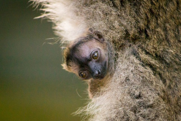 Sárgaszakállas maki született Állatparkunkban