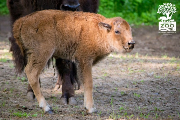 Amerikai bölény született Állatparkunkban
