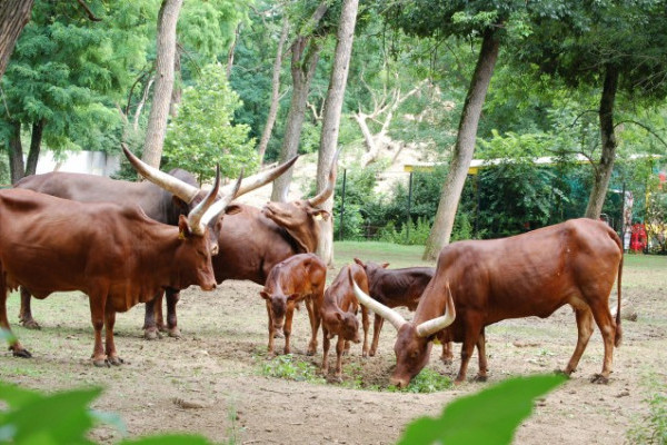 Watusi marhák születtek a Nyíregyházi Állatparkban 