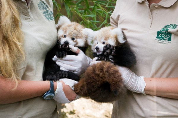 Kis pandák születtek a Nyíregyházi Állatparkban