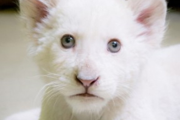 Megvan a kis fehér oroszlán neve! 