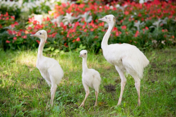 Fehér nandu fiókák keltek ki Állatparkunkban