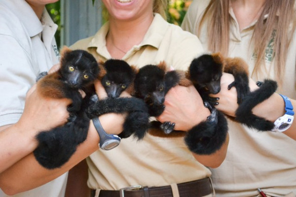 Négyesiker vörös varik születettek!