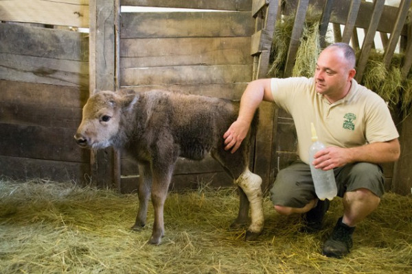 Számba vettük a 2018-as állatkölyköket