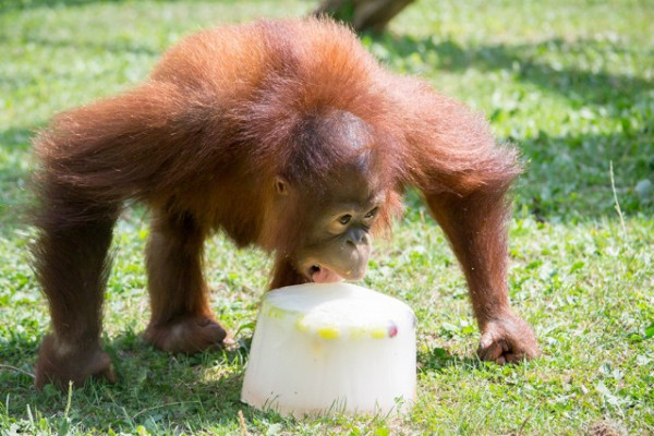 Orangután nap a Nyíregyházi Állatparkban
