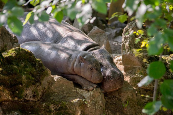 Fél éves lett Állatparkunk törpevízilova