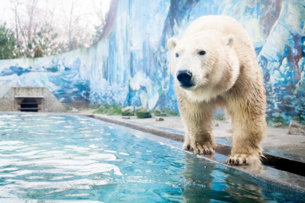 Megérkezett hozzánk a Moszkvai Állatkert ajándéka, egy 3 éves jegesmedve nőstény