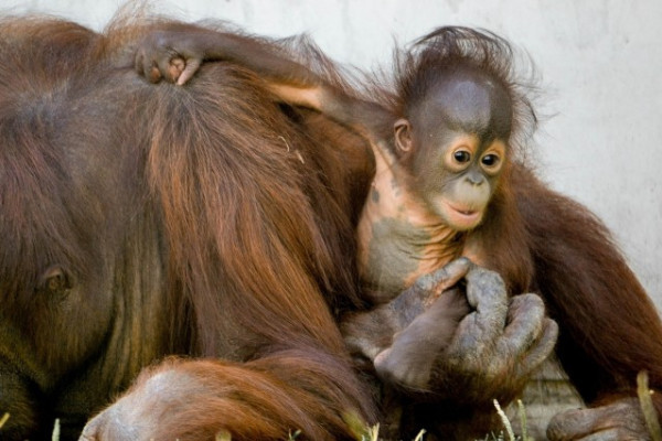 Bőséges volt a szaporulat a 2013-as esztendőben, 63 faj 250 egyede született Állatparkunkban!