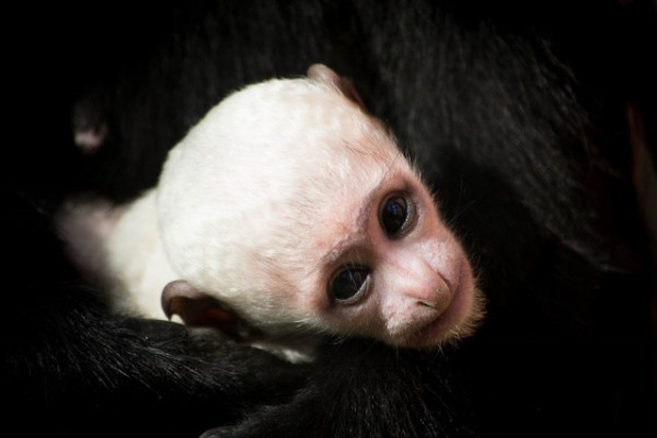 Újabb gereza bébi az Állatparkban!