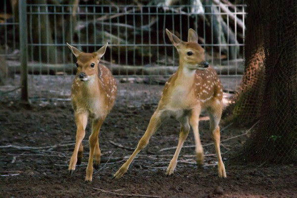 Újabb, a  természetben már kipusztult vietnami szikaszarvas született.