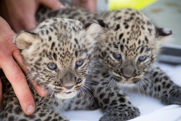 Átestek életük első állatorvosi vizsgálatán  Állatparkunk 4 hetes perzsa leopárd kölykei. 