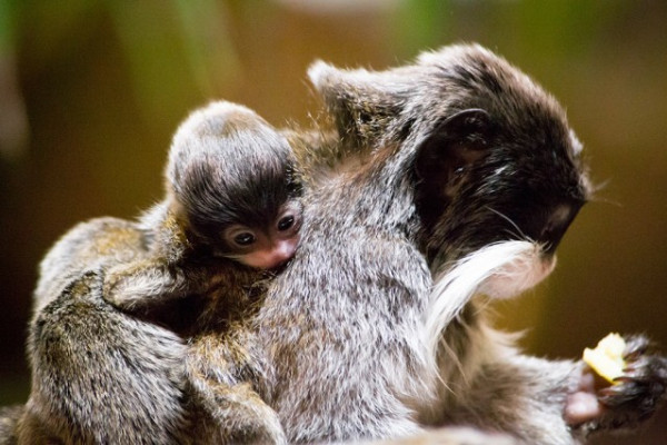 Ikrekkel bővült a császárbajszú tamarin család