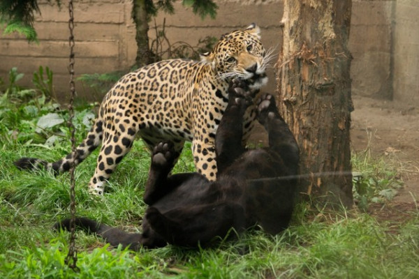 Mindig érdemes az állatok kifutója mellett egy kicsit elidőzni, hiszen különleges vadállatokat kaphatunk lencsevégre.