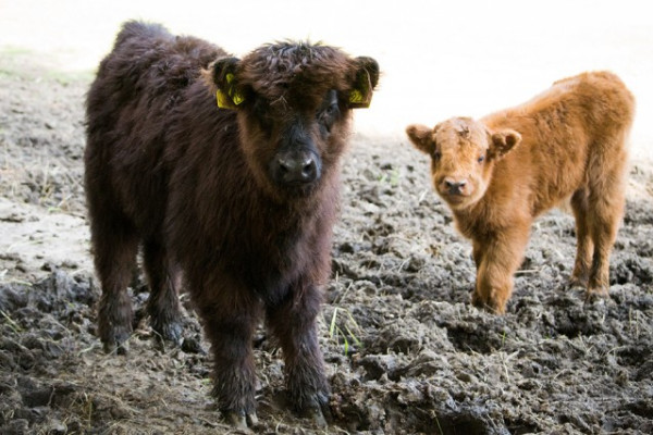 Bővült  Állatparkunk skót felföldi marha állománya