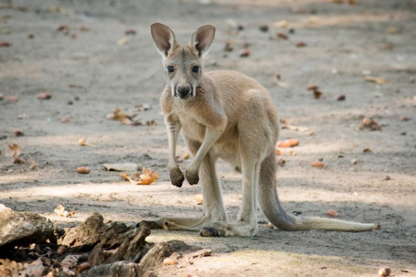 Búcsú az erszénytől