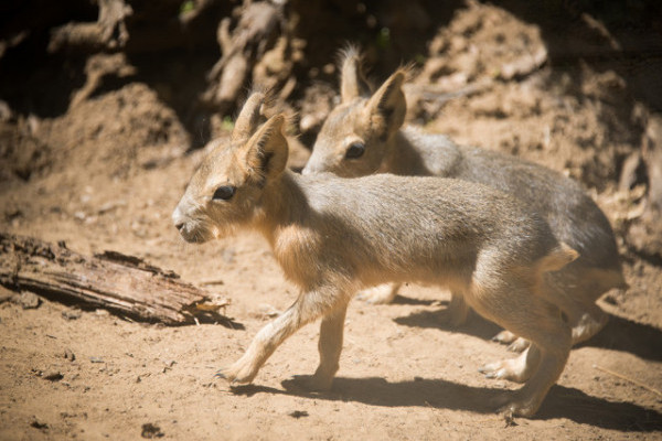 Kis nagy marák születtek Állatparkunkban