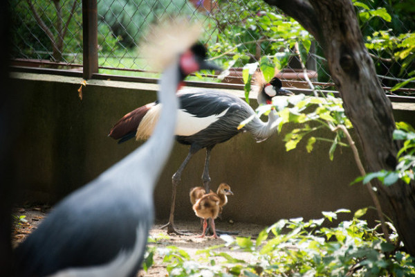 Három fiókával gyarapodott  Állatparkunk  szürkenyakú koronásdaru (Balearica regulorum) családja.
