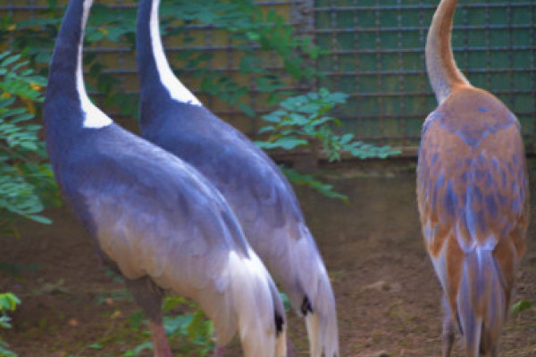 Már szülőnyi nagyságú lett parkunk amuri daru fiókája