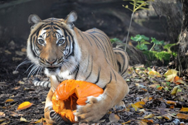 Tökös napok az Állatparkban
