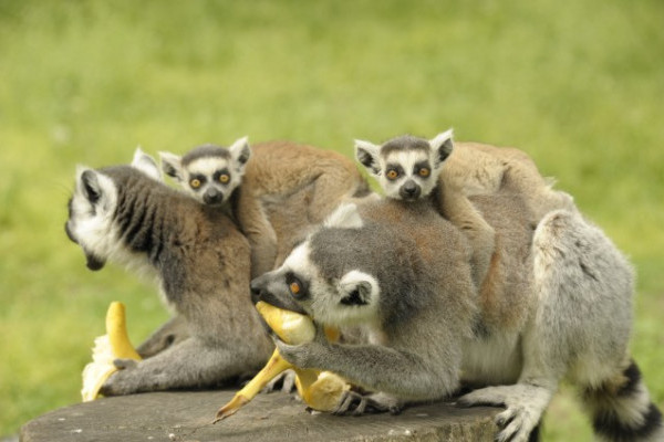 Katta kölykök az Állatparkban!