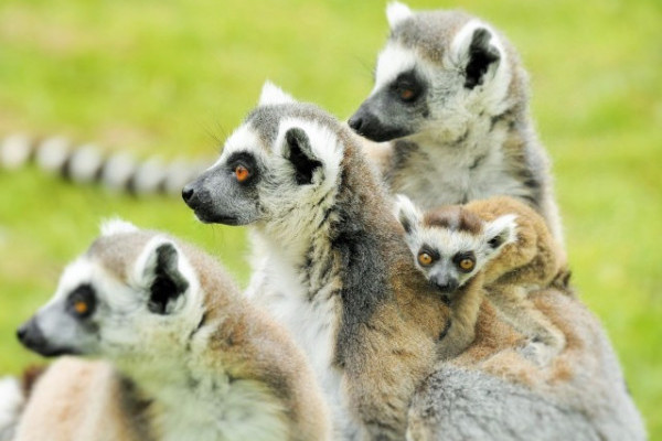 Újabb maki kölykök születtek