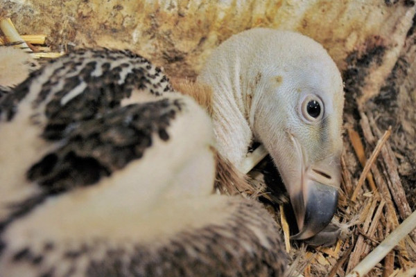 Kritikusan veszélyeztetett keselyűfaj,  karvalykeselyű neveli fiókáját Állatparkunkban