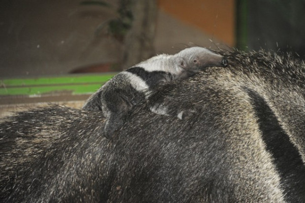 Újabb ritka állat született Nyíregyházán 