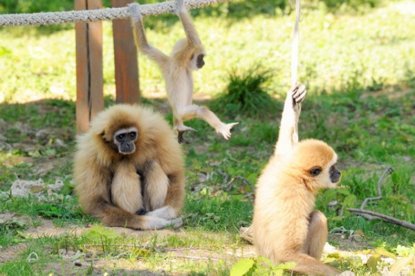 Gibbon suli a javából 