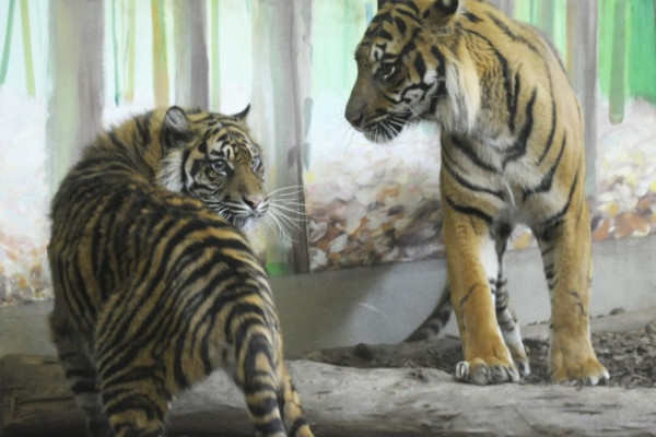 Együtt a szumátrai tigris pár!