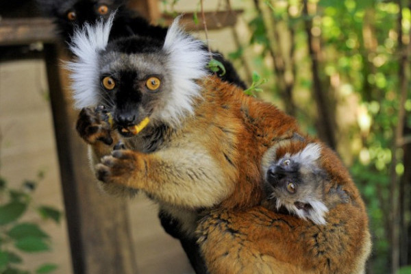 Ritka szerecsenmaki  (Eulemur macaco) született Állatparkunkban!