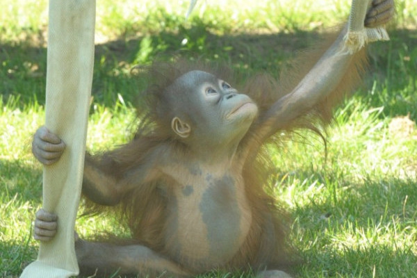 1 éves lett az első  Magyarországon született borneói orangután! 