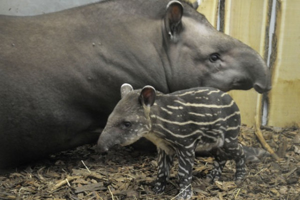 Megvan az Andok világának első újszülöttje